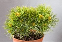 Pinus strobus 'E R'